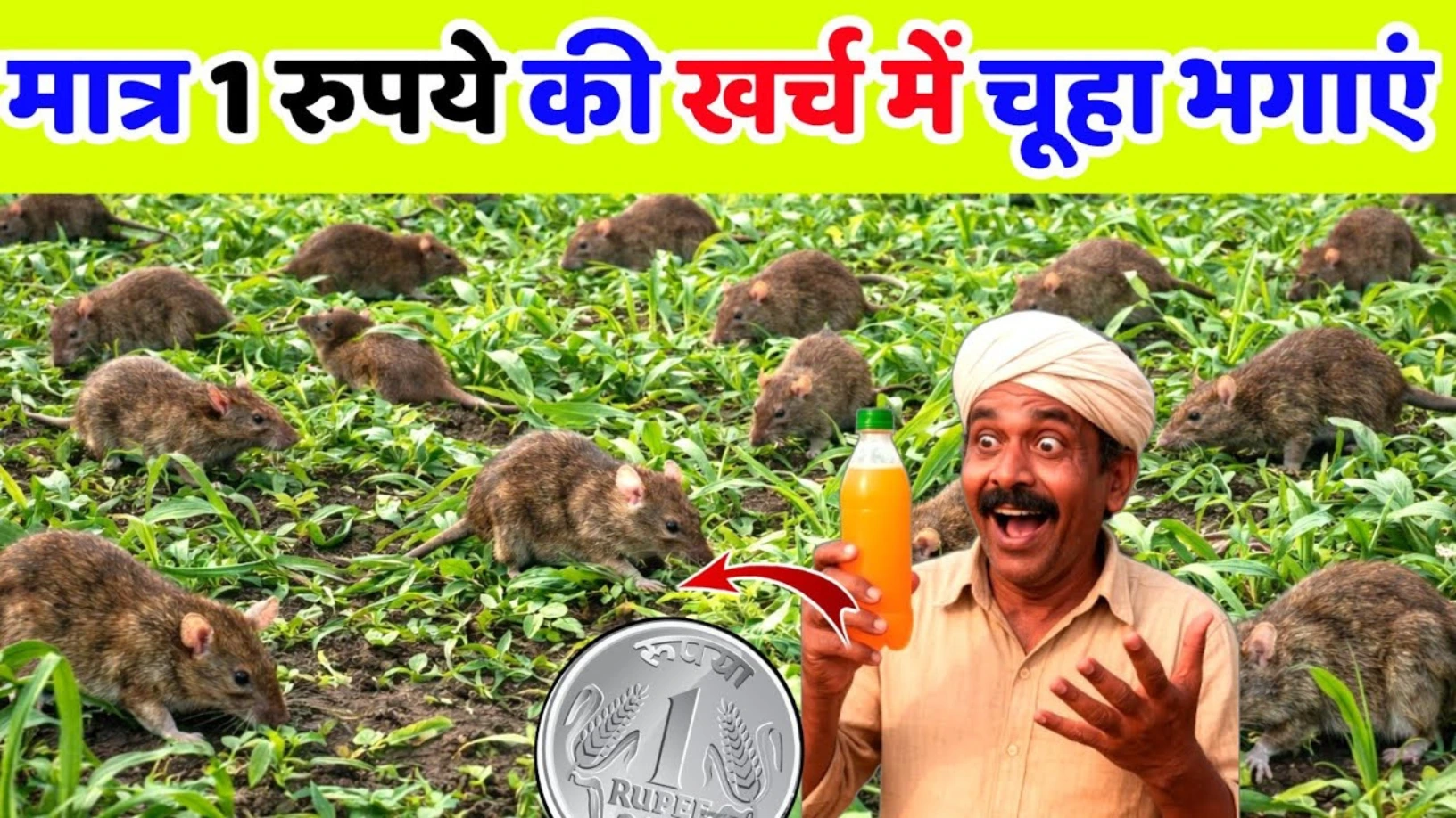 Rats are eating the wheat crop